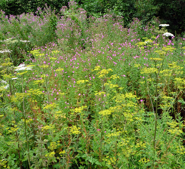 willow-herb