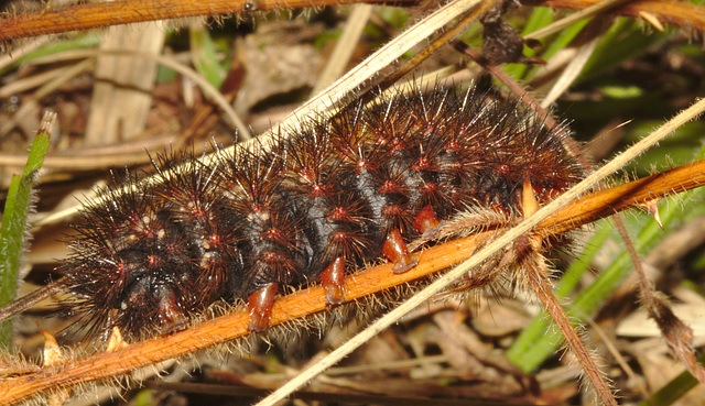 IMG 8415caterpillar