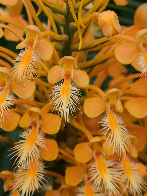 Platanthera ciliaris (Yellow Fringed Orchids) in a power line cut