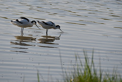 Avocette Elégante