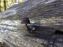 A minute fungi resident on a rotten log