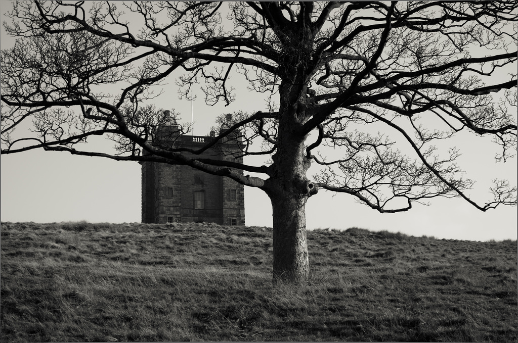 Cage Tree at Lyme Park