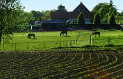 Fence Horses