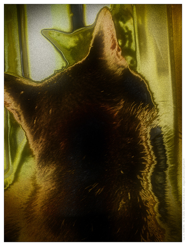 Le chat de Vuillard