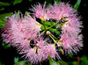 Lilly-pilly flowering