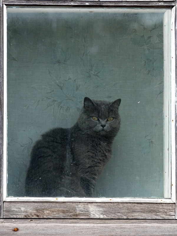 Katze im Fenster