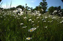 champ de pâquerettes, Cerisy