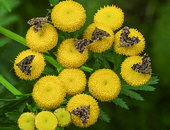 20210831 2758CPw [D~LIP] Rainfarn (Tanacetum vulgare), Brennnessel-Spreizflügelfalter (Anthophila fabriciana), UWZ, Bad Salzuflen