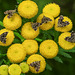 20210831 2758CPw [D~LIP] Rainfarn (Tanacetum vulgare), Brennnessel-Spreizflügelfalter (Anthophila fabriciana), UWZ, Bad Salzuflen