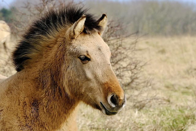 Przewalski Wildpferd