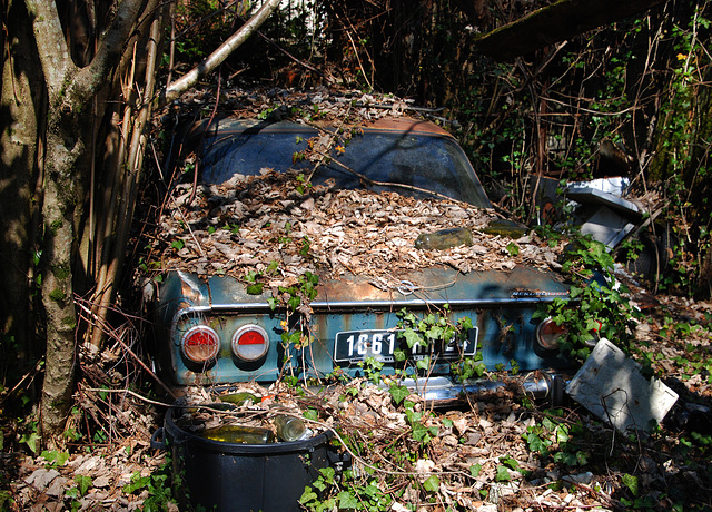 Abandonnée dans un bois , un acte de cruauté et de maltraitance .