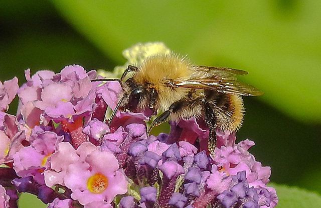 20240724 0580CPw [D~LIP] Schmetterlingsstrauch, Ackerhummel (Bombus pascuorum), BS