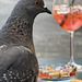 Rome 2026 – Pigeon Rome 2026 – Pigeon