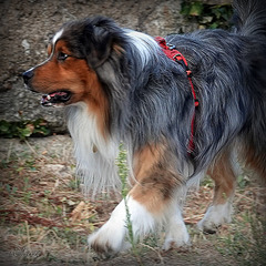 TAYKO