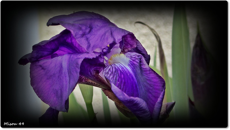 IRIS