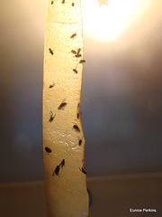 Flies on Fly Paper.