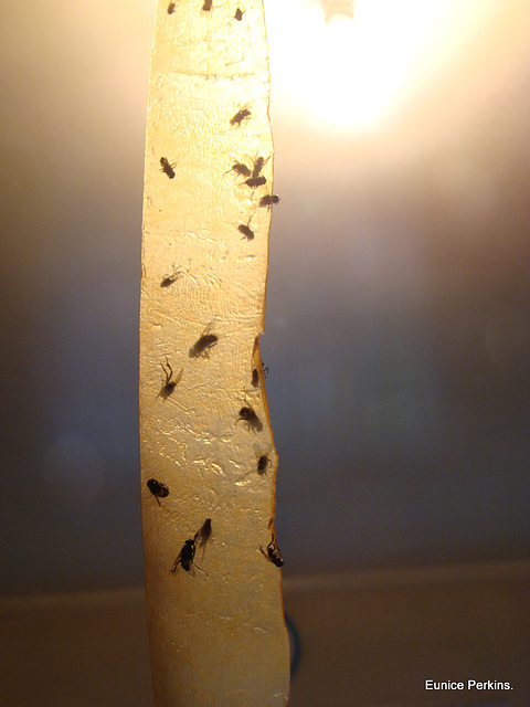 Flies on Fly Paper.