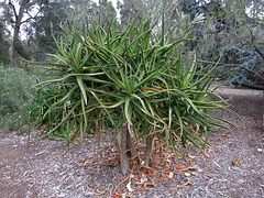 L.A. County Arboretum (0857)