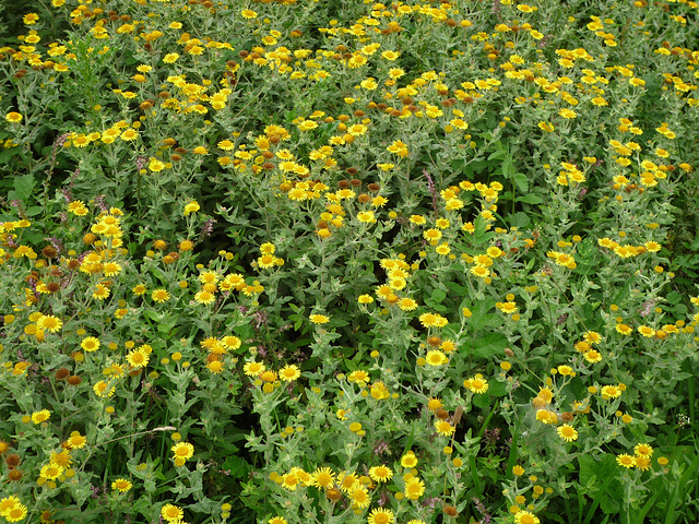 fleabane