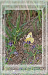 Schmetterling