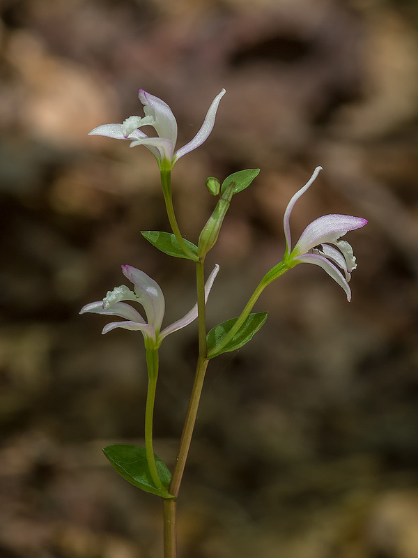 Triphora trianthophora (Three-birds orchids)