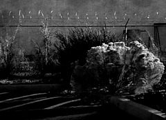 Razorwire landscape