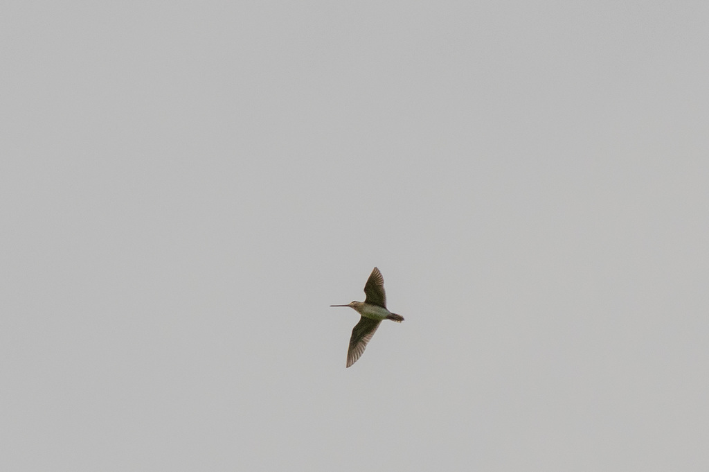 Snipe
