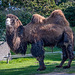 A bactrian  camel at the Welsh mountain zoo