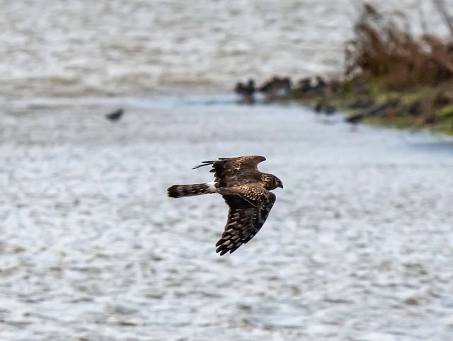 Ring tail hen harrier