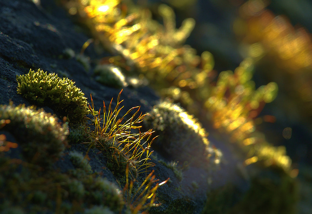 Wee Mossy Worlds