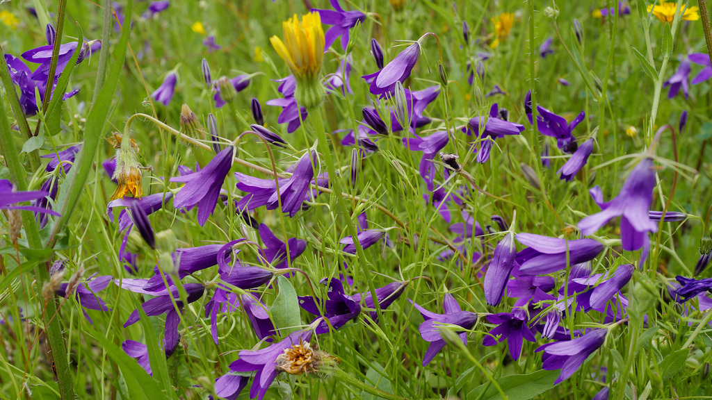 Campanula lusitanica, Asterales L1010274