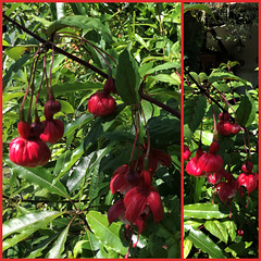 Princess Earrings (FUCHSIAS)