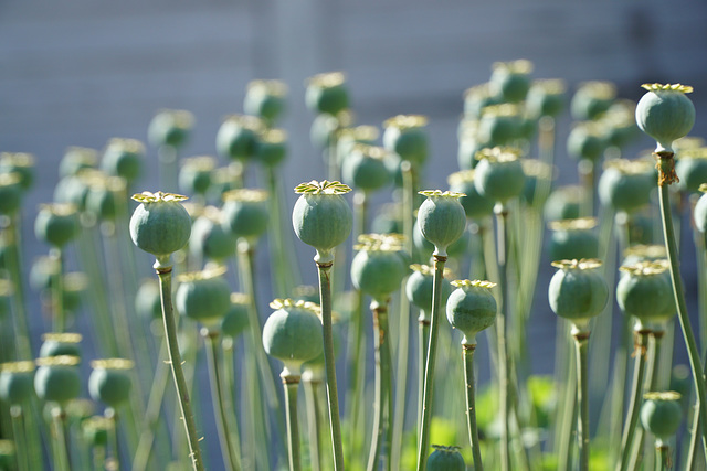 Mohn