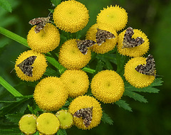 20210831 2759CPw [D~LIP] Rainfarn (Tanacetum vulgare), Brennnessel-Spreizflügelfalter (Anthophila fabriciana), UWZ, Bad Salzuflen