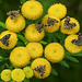 20210831 2759CPw [D~LIP] Rainfarn (Tanacetum vulgare), Brennnessel-Spreizflügelfalter (Anthophila fabriciana), UWZ, Bad Salzuflen