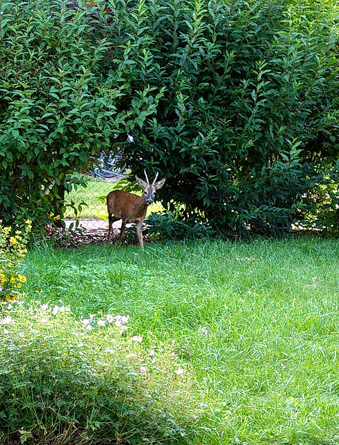 Gast in meinem Garten (PiP)