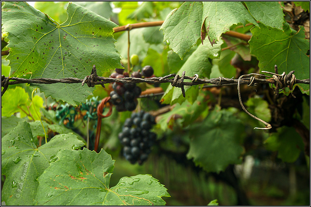 HFF - Wein hinter Stracheldrahtzaun