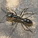 IMG 2450 Ant-3