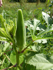 Okra Frucht