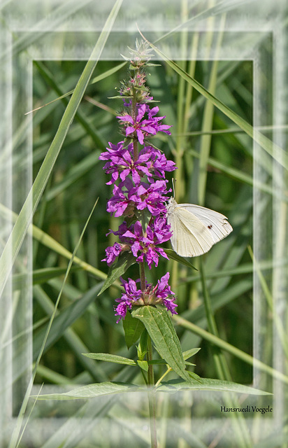 Schmetterling /Weissling