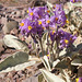 Solanum quadriloculatum