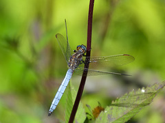 Keeled Skimmer m (Orthetrum coerulescens) DSB 1813