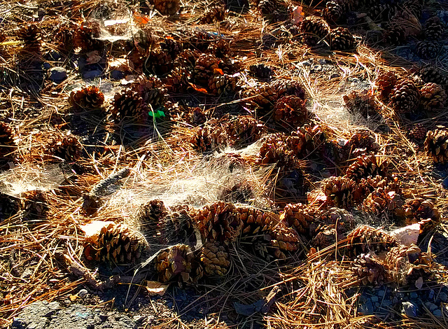 Cones and sheet webs