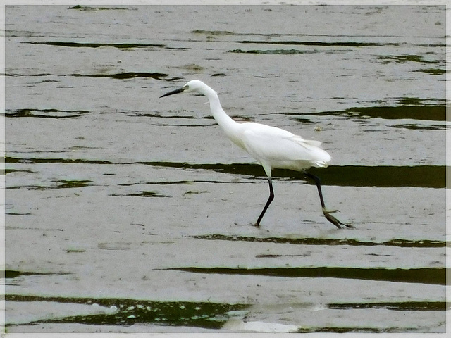 Aigrette garzette au bord de rance (22)  avec note