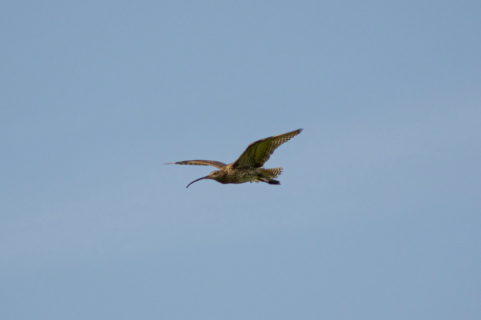 Curlew