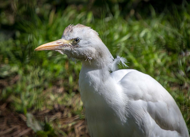 A cattle egret