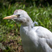 A cattle egret