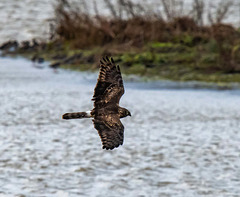 Ring tail hen harrier