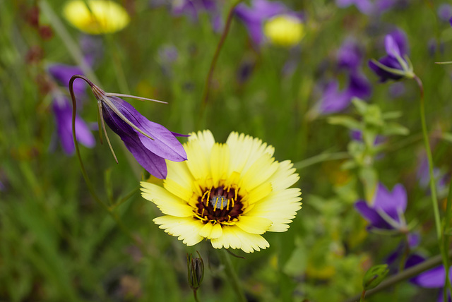 Campanula lusitanica, Tolpis barbata, Asterales