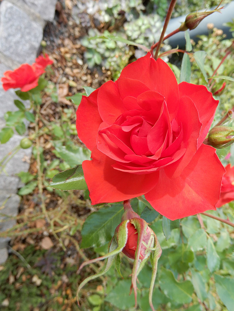 Das Feuer der Rose